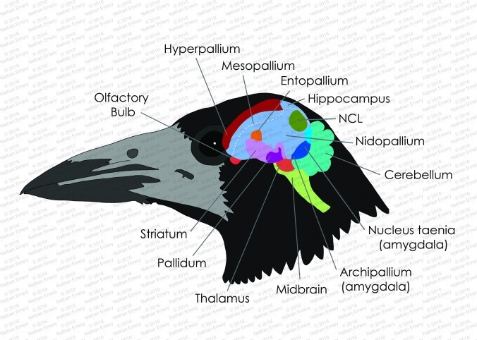 صورة تشريحية لدماغ الطيور، توضح مكان البارزة السهمية (Hyperpallium)